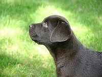 cane.jpg
